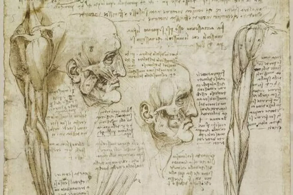 Leonardo Da Vinci'nin yüz kaslarını gösteren çizimleri