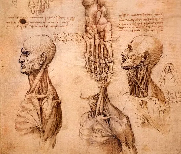 Leonardo Da Vinci, insan yapısını anlatan anatomi çizimleri yapmıştır.